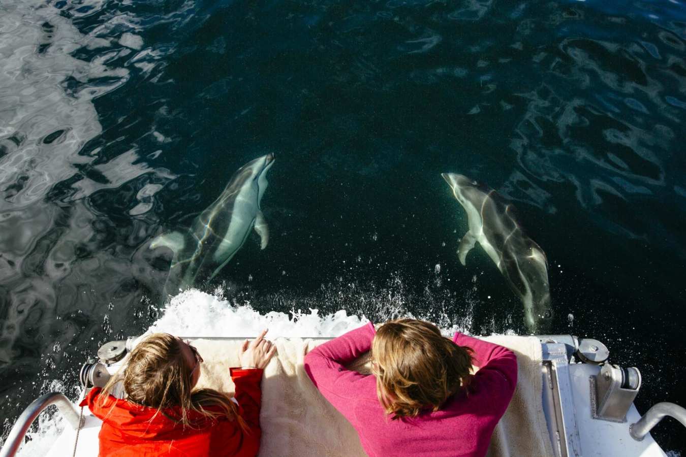 Dolphin watching - Nimmo Bay Resort