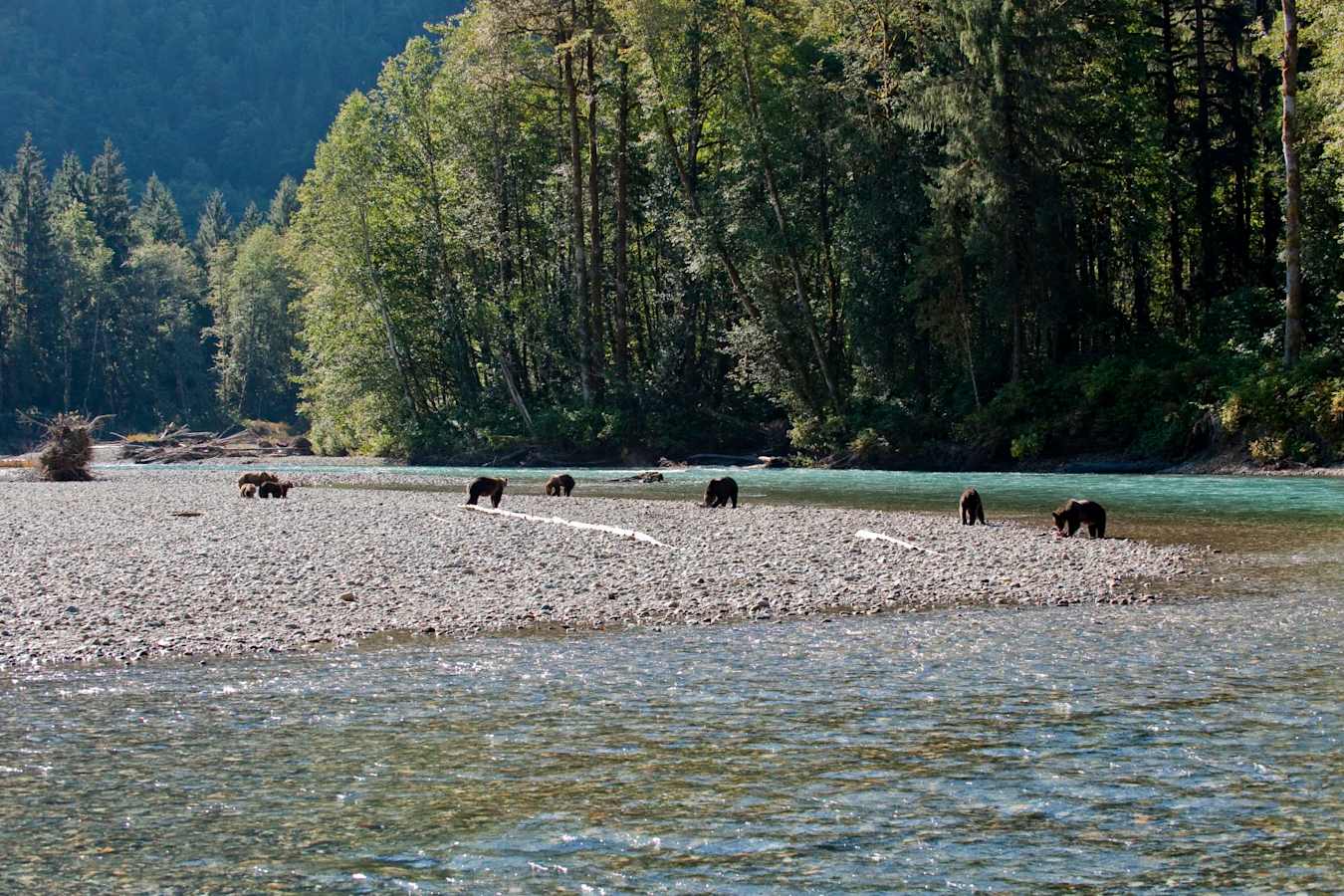 Bears Feeding - Sonora Resort