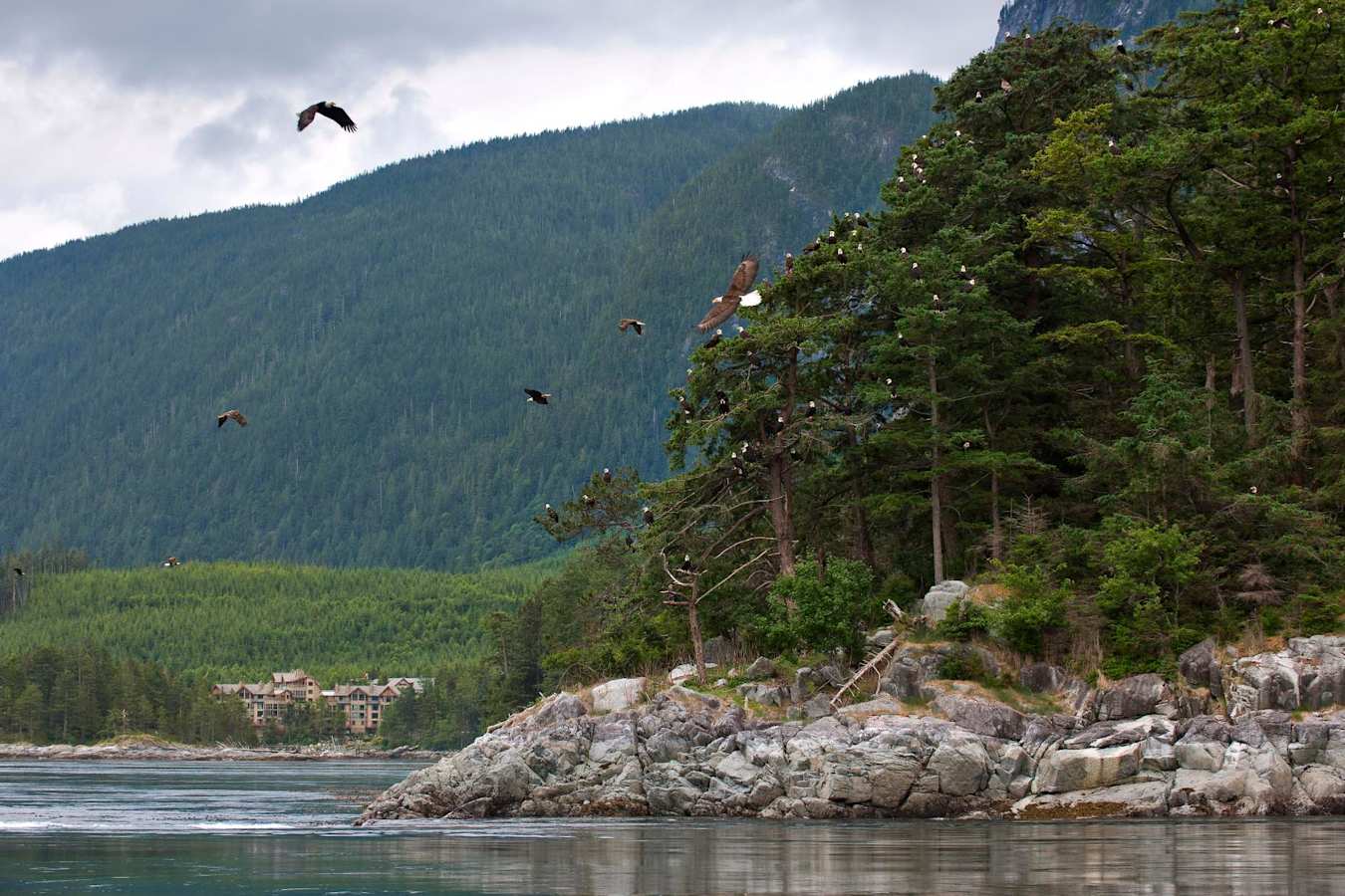 Eagles take Flight - Sonora Resort