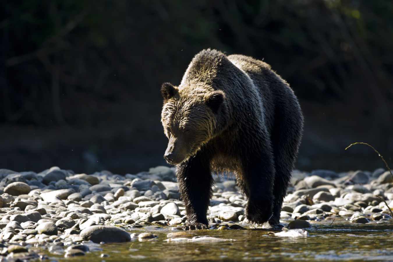Bear 