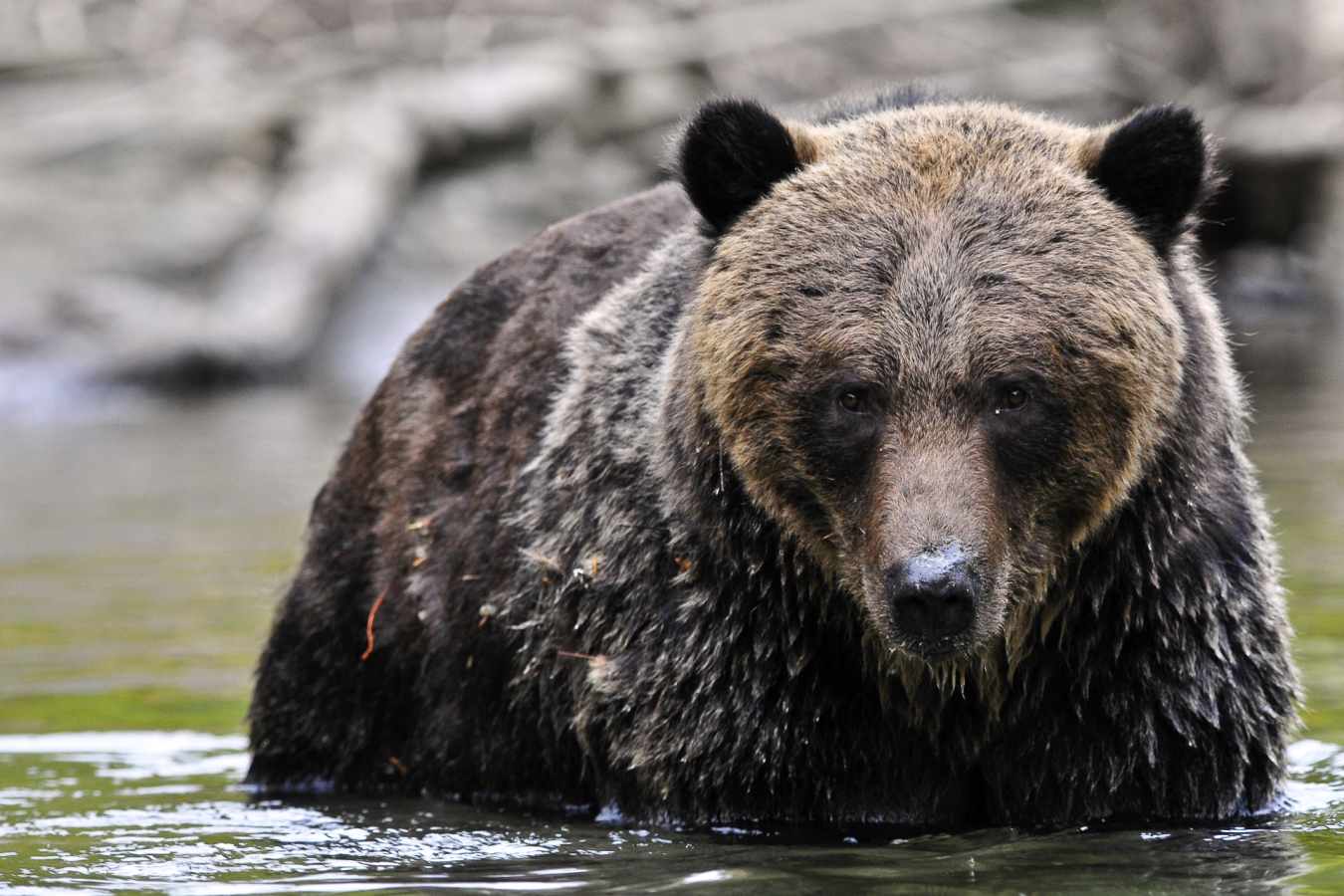Bear 