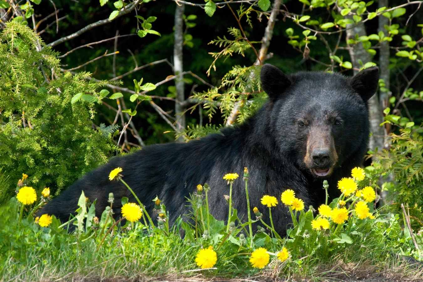 Bear Viewing - British Columbia with Kids 
