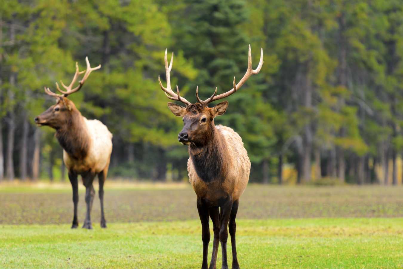 Elk in Banff - A Week in Western Canada