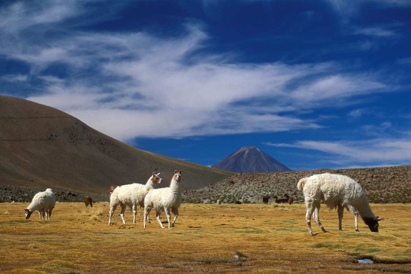 Llamas on the altiplano  - Explora Atacama Hotel de Larache