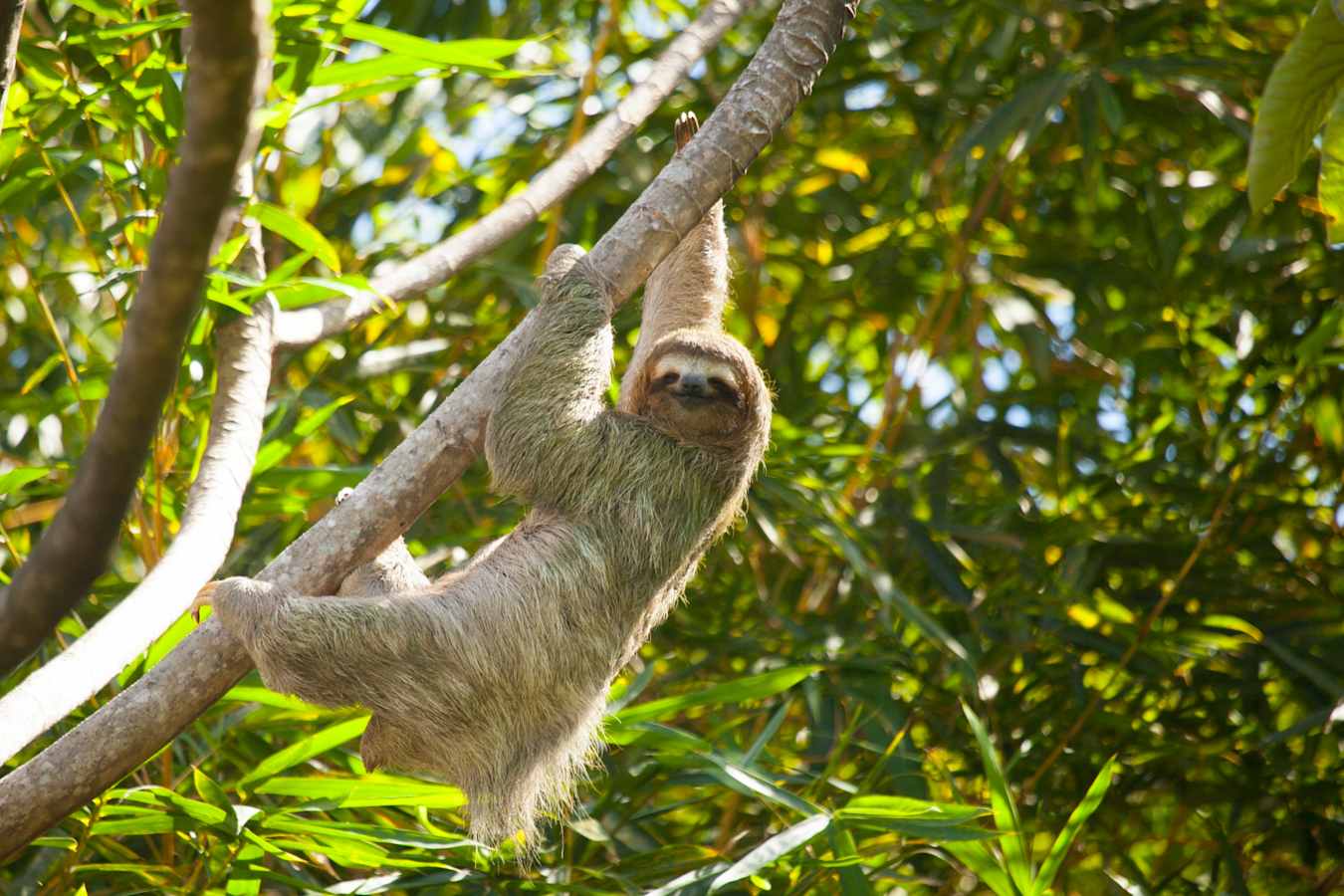 Sloth - Arenas del Mar