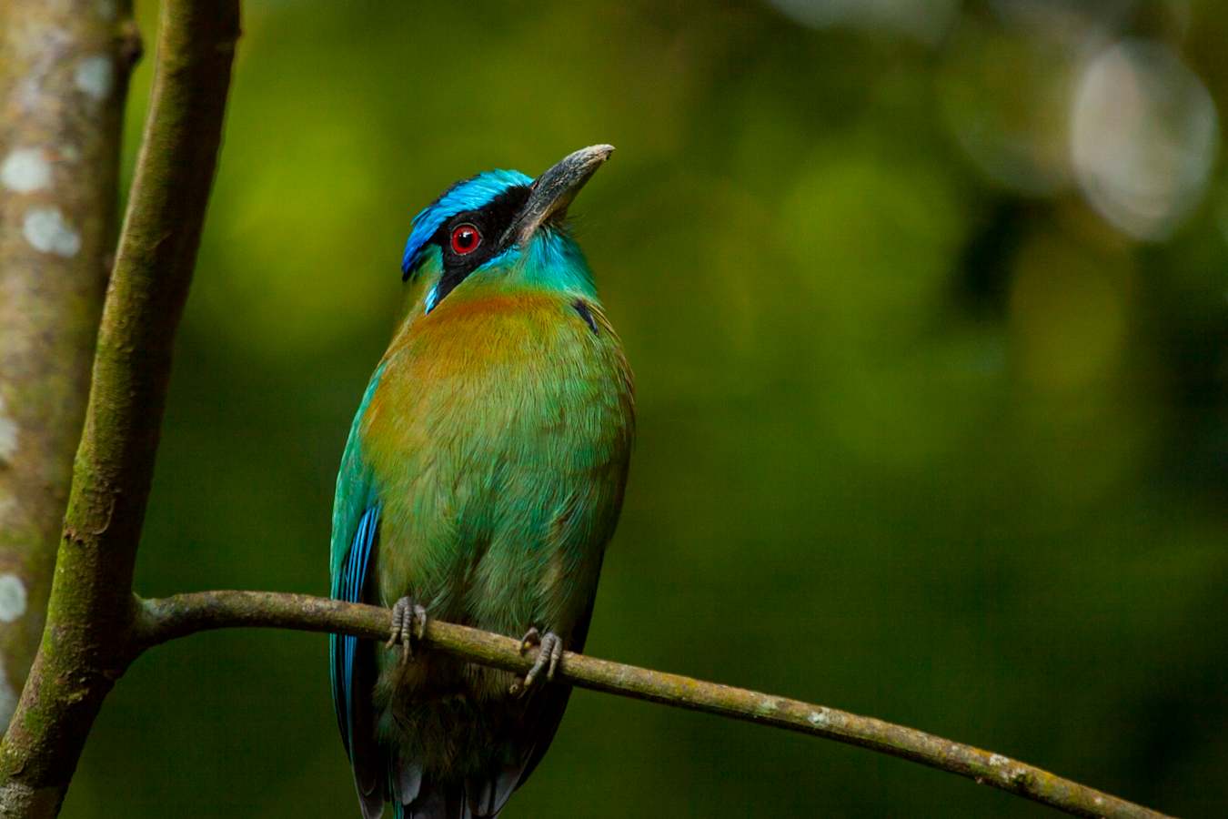 Birdlife - Arenas del Mar