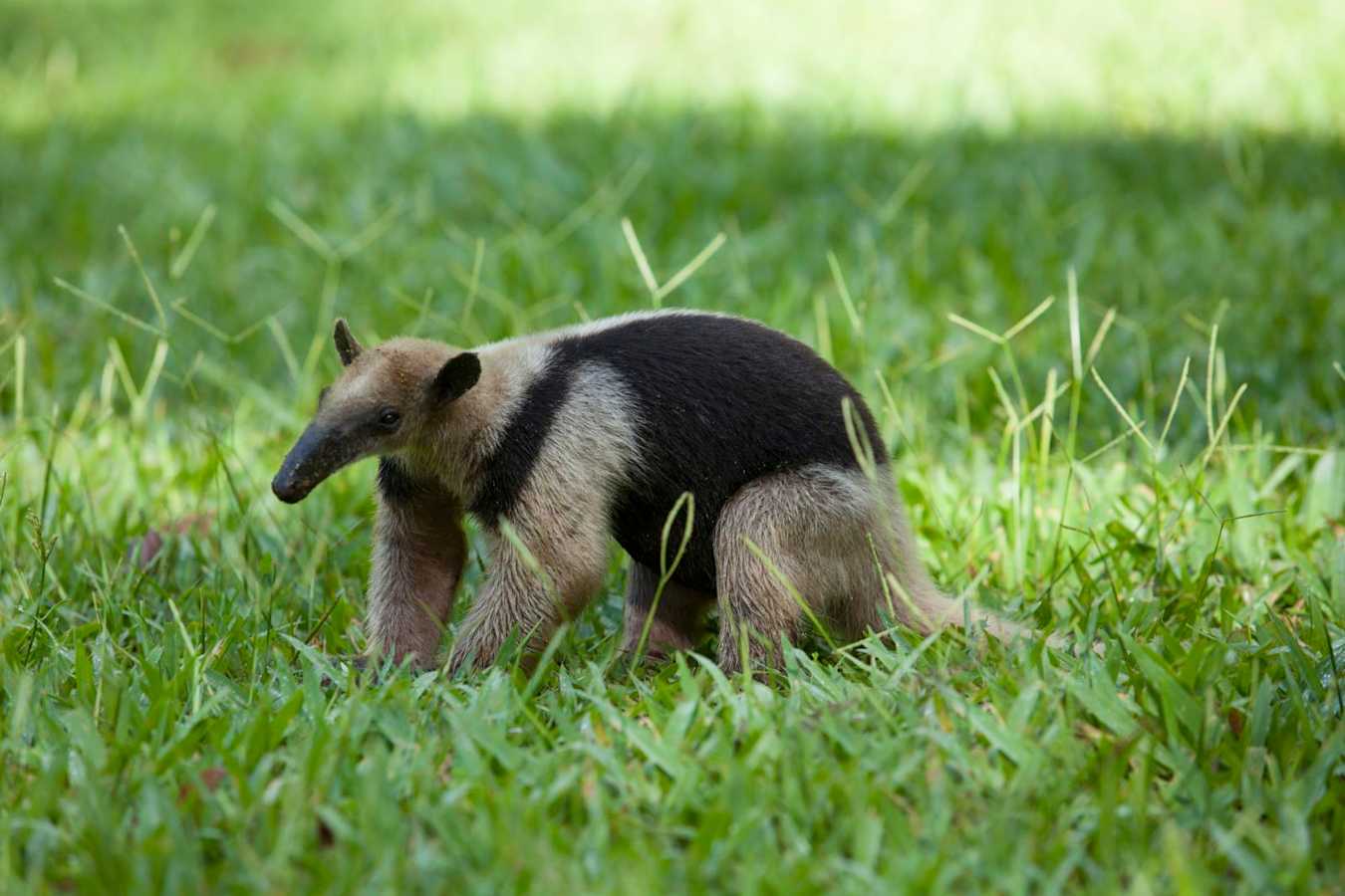 Ant eater - Playa Cativo