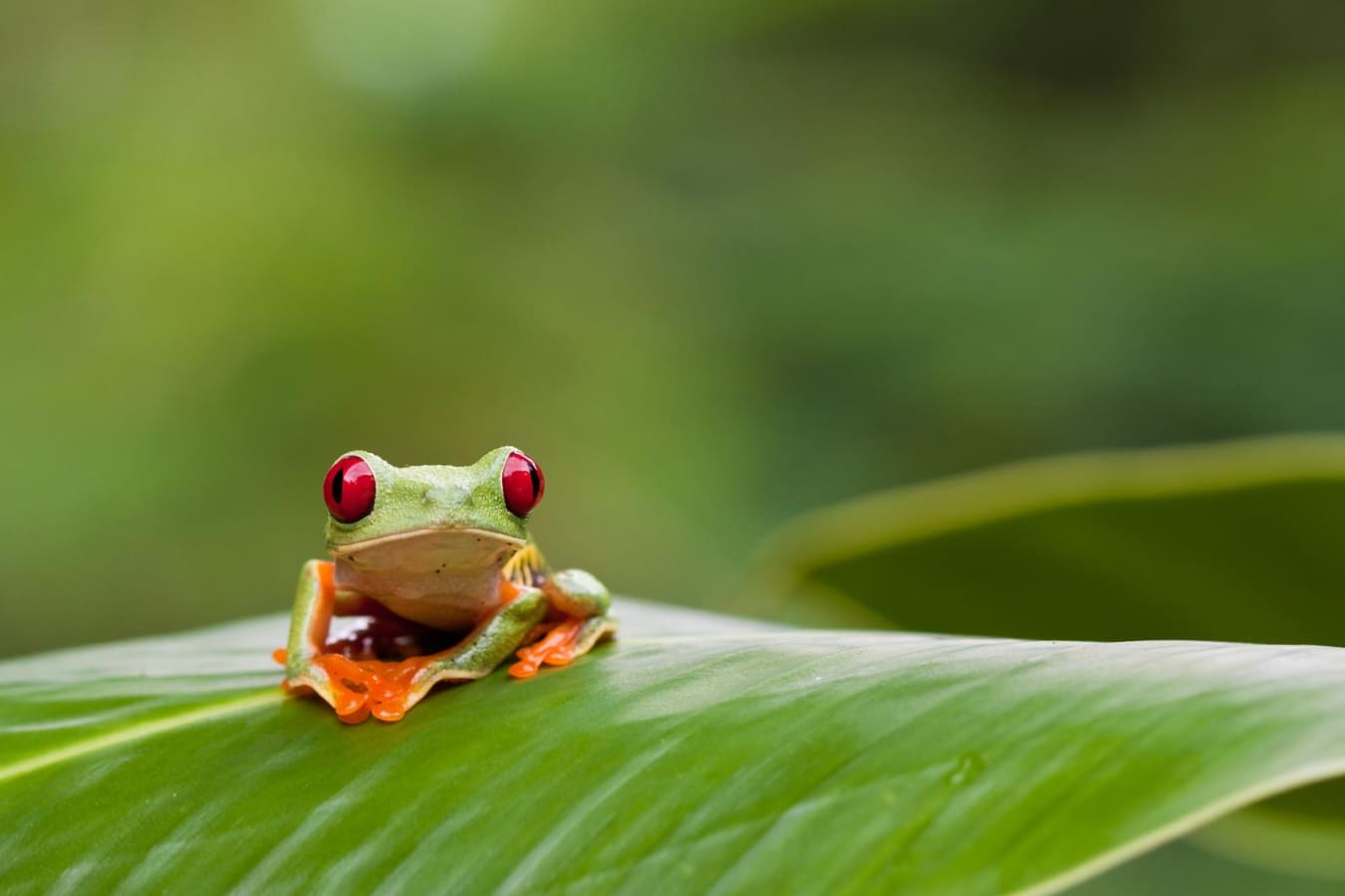 Active Costa Rica 