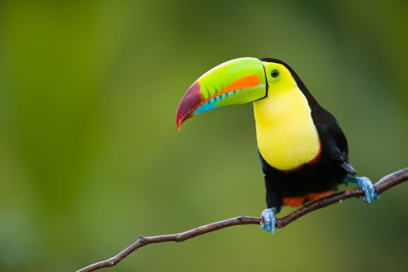 Active Costa Rica 