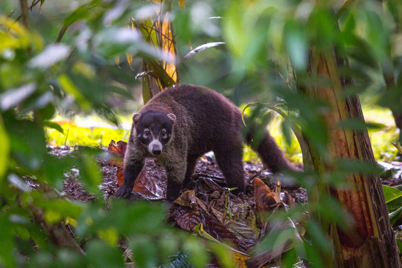 Ultimate Costa Rica 