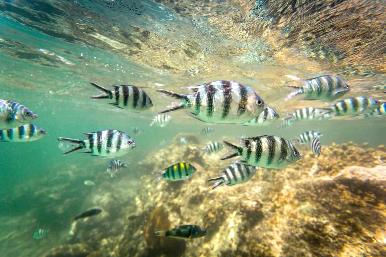 Fish in Watamu Marine Park 