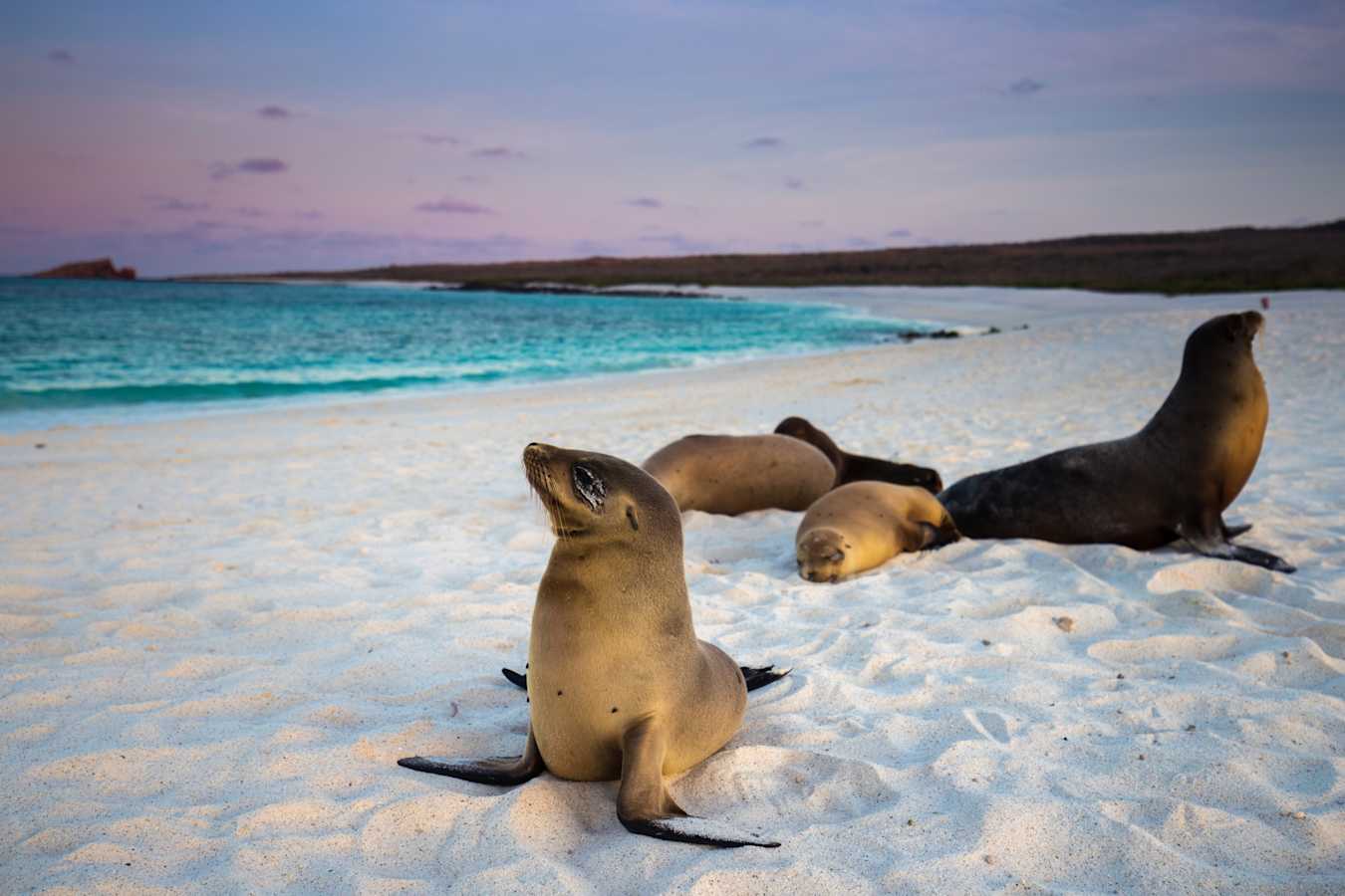 Sea lions in the Galapagos 