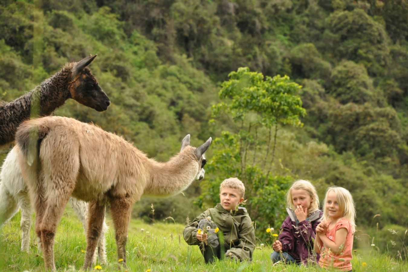 Llamas - Hacienda Zuleta