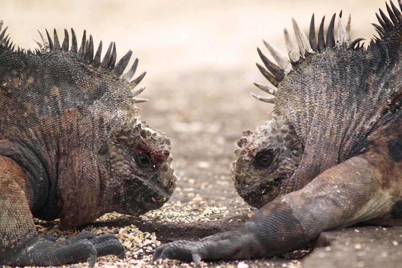 Galapagos iguanas - Finch Bay Hotel