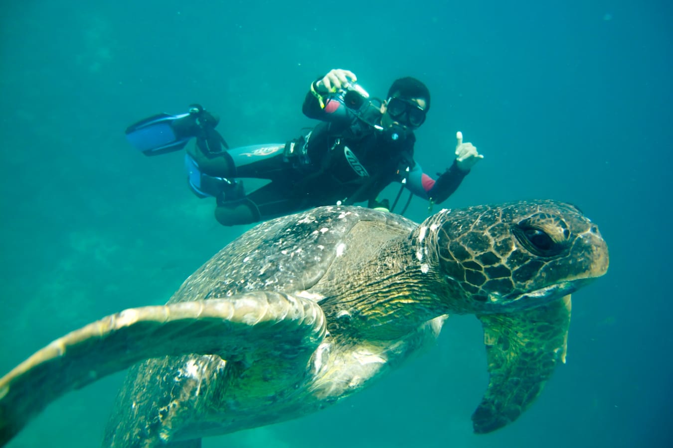 Diving with sea turtles