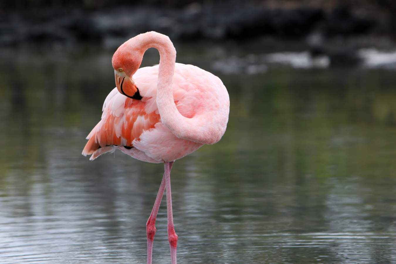 Flamingo - Ecuador and Galapagos Honeymoon