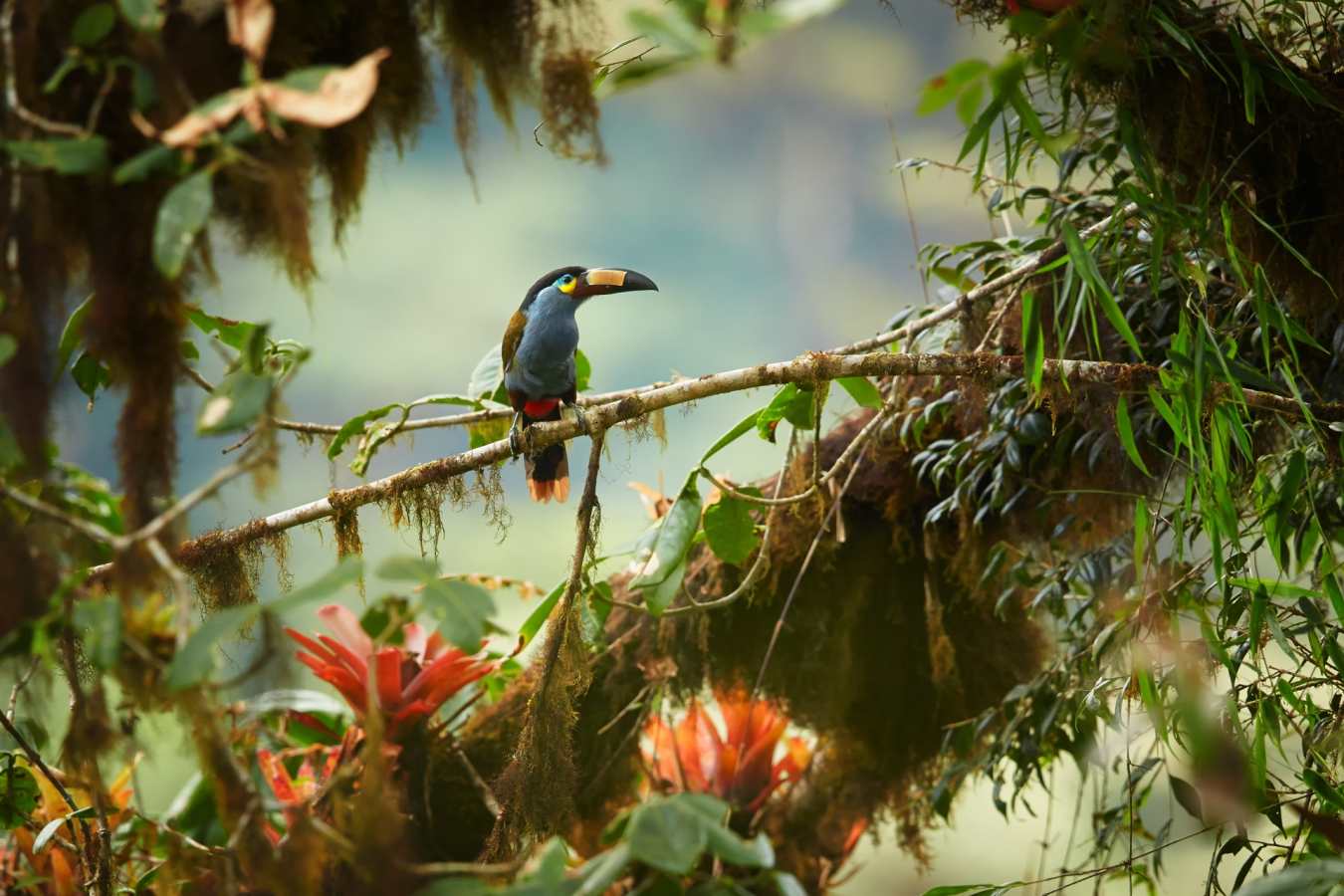 Toucan - Ecuador and Galapagos Honeymoon