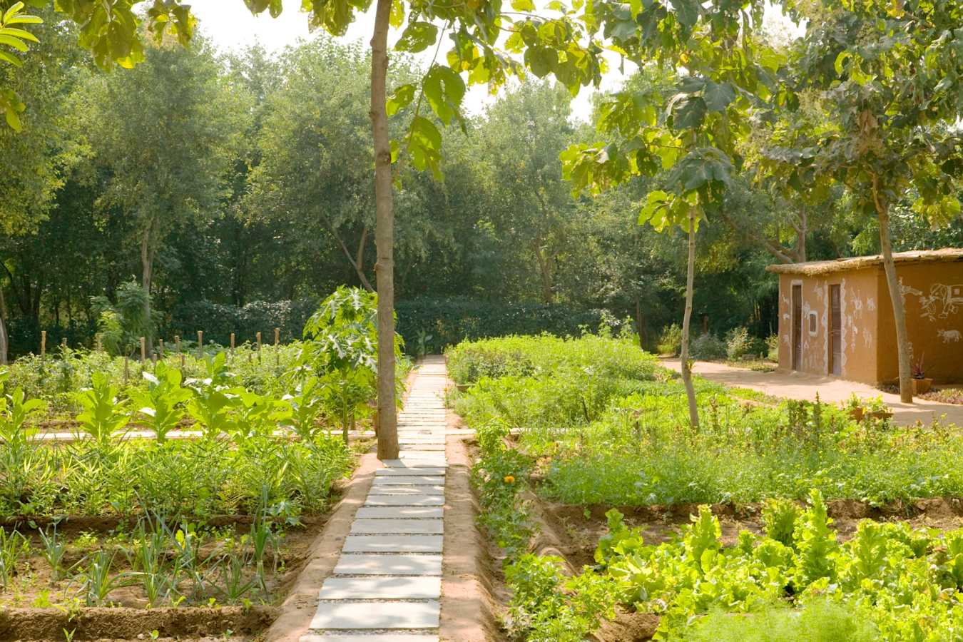 Organic Garden - Aman-i-Khas