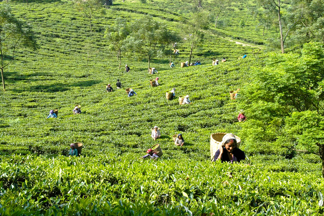Tea Pickers - The Glenburn Tea Estate