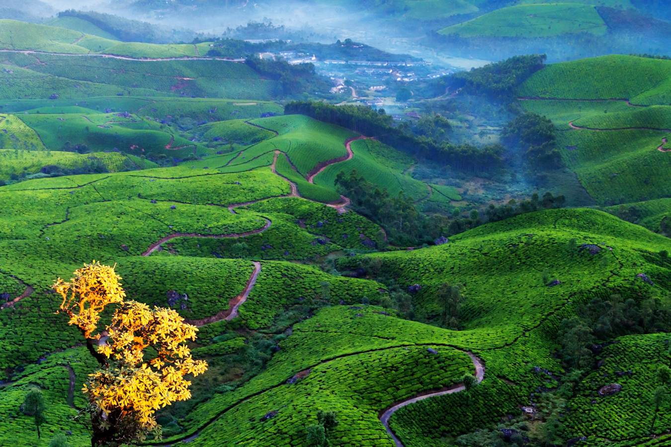 Valleys of Tea - Windermere Estate