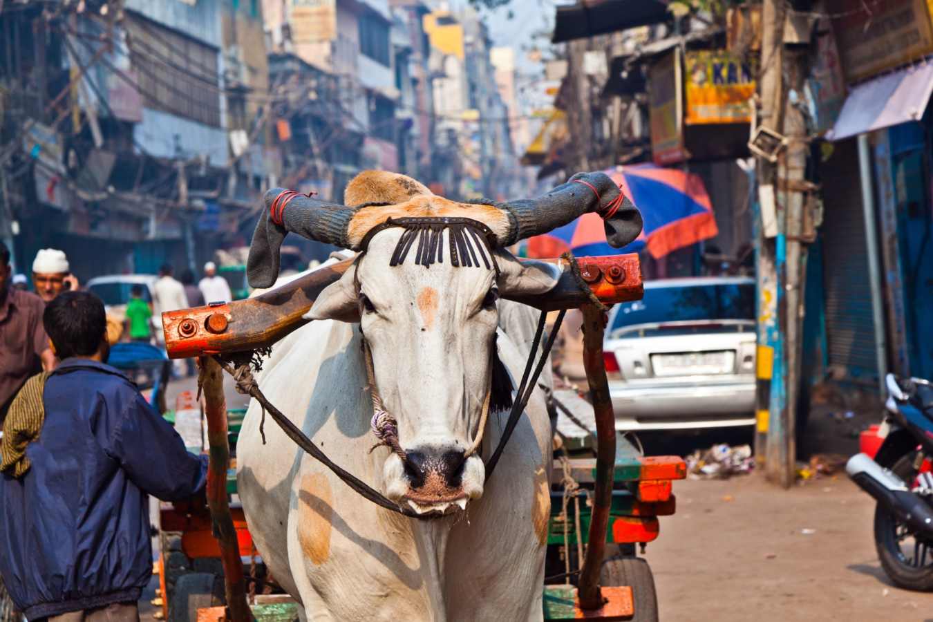 Daily Life - Delhi
