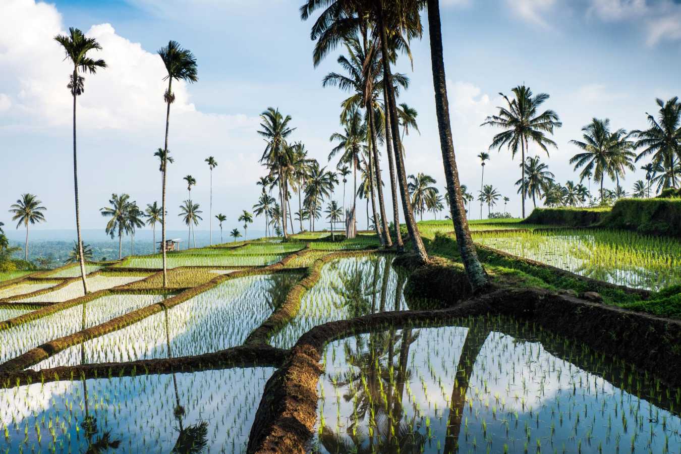 Ubud Rice Terraces 