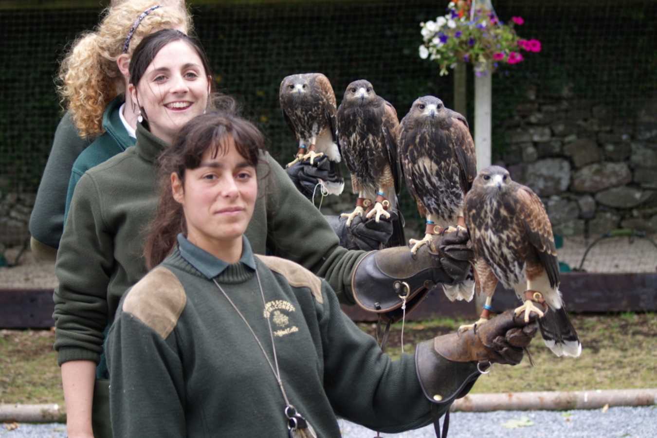 Falconry - Ashford Castle 