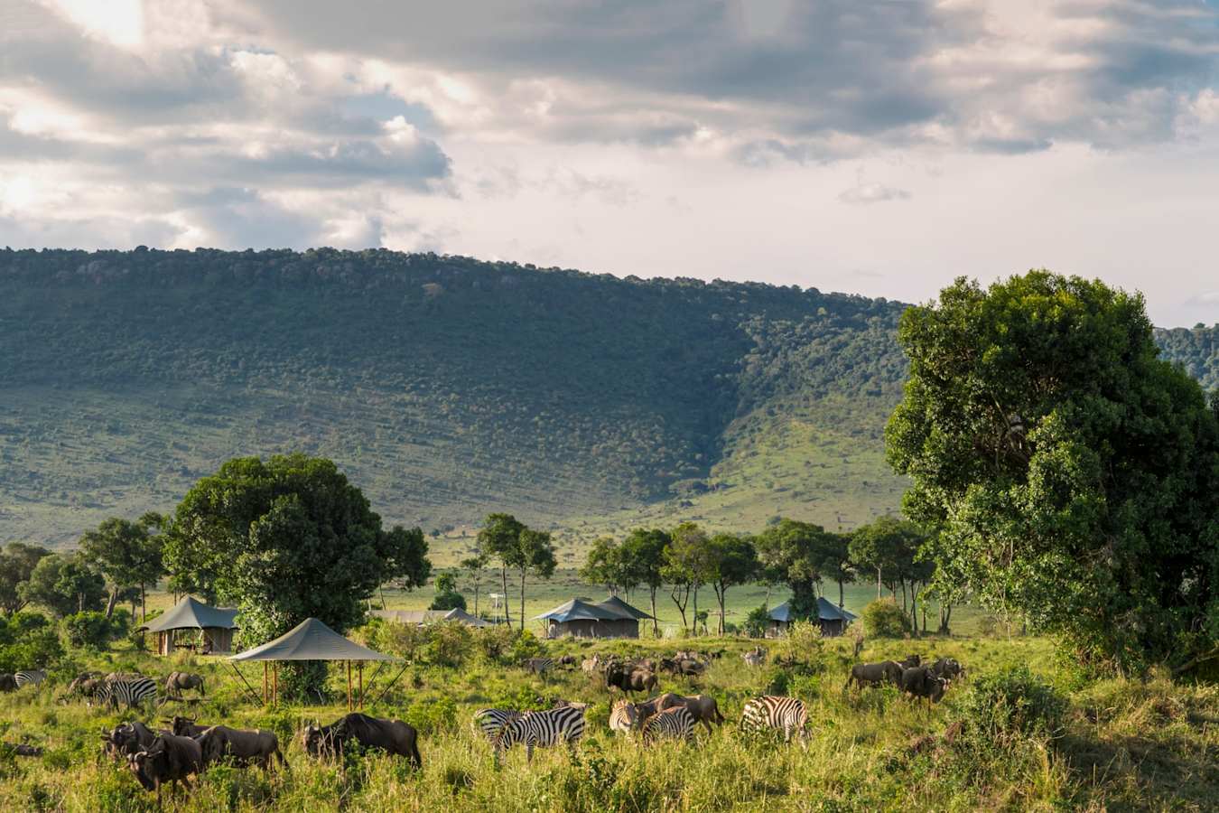 Angama Safari Camp - Amidst Wildlife 