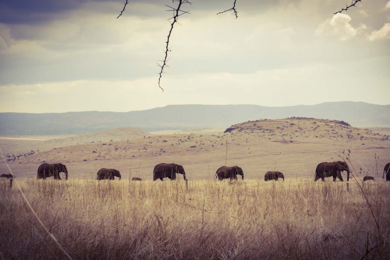 Elephant Breeding Herd - Lewa House 