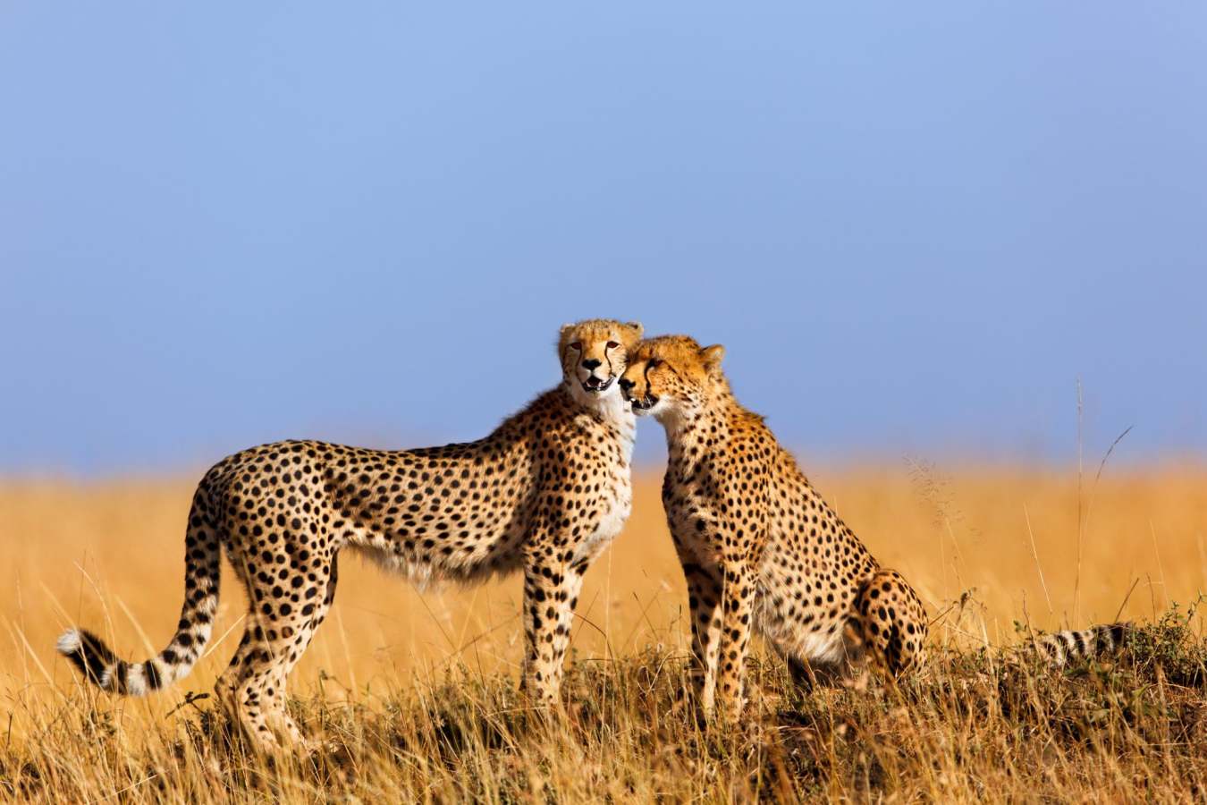 Cheetah in the Maasai Mara  - Kenya and Zanzibar