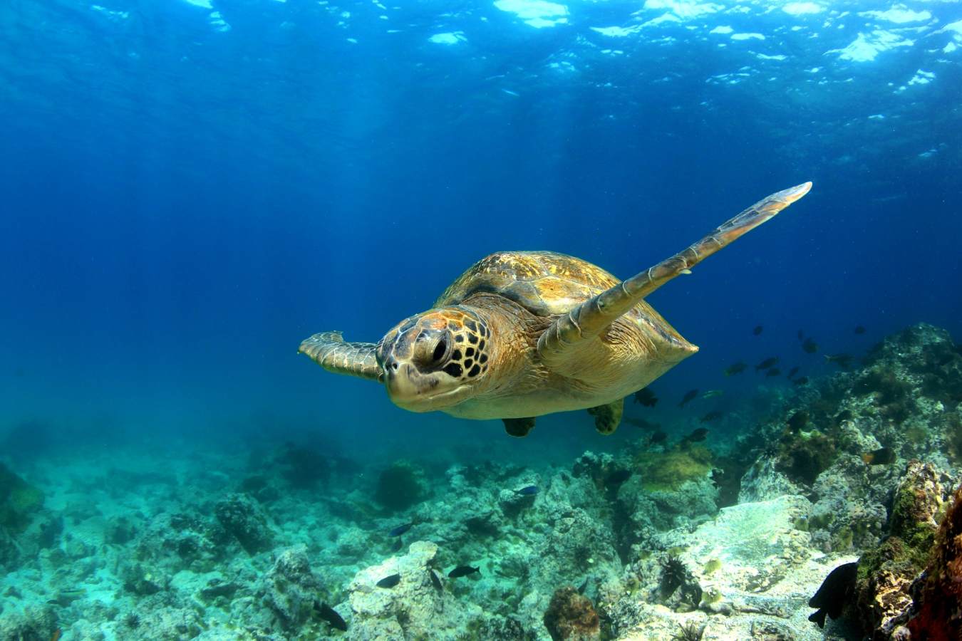 Turtle Nosy Be 