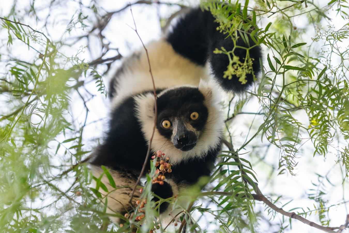 Black and white ruffed lemur 