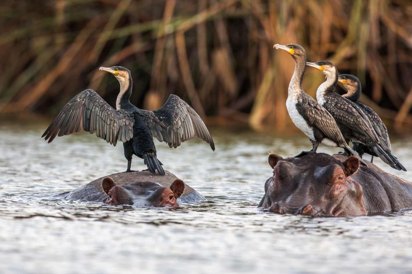 Luangwa National Park 