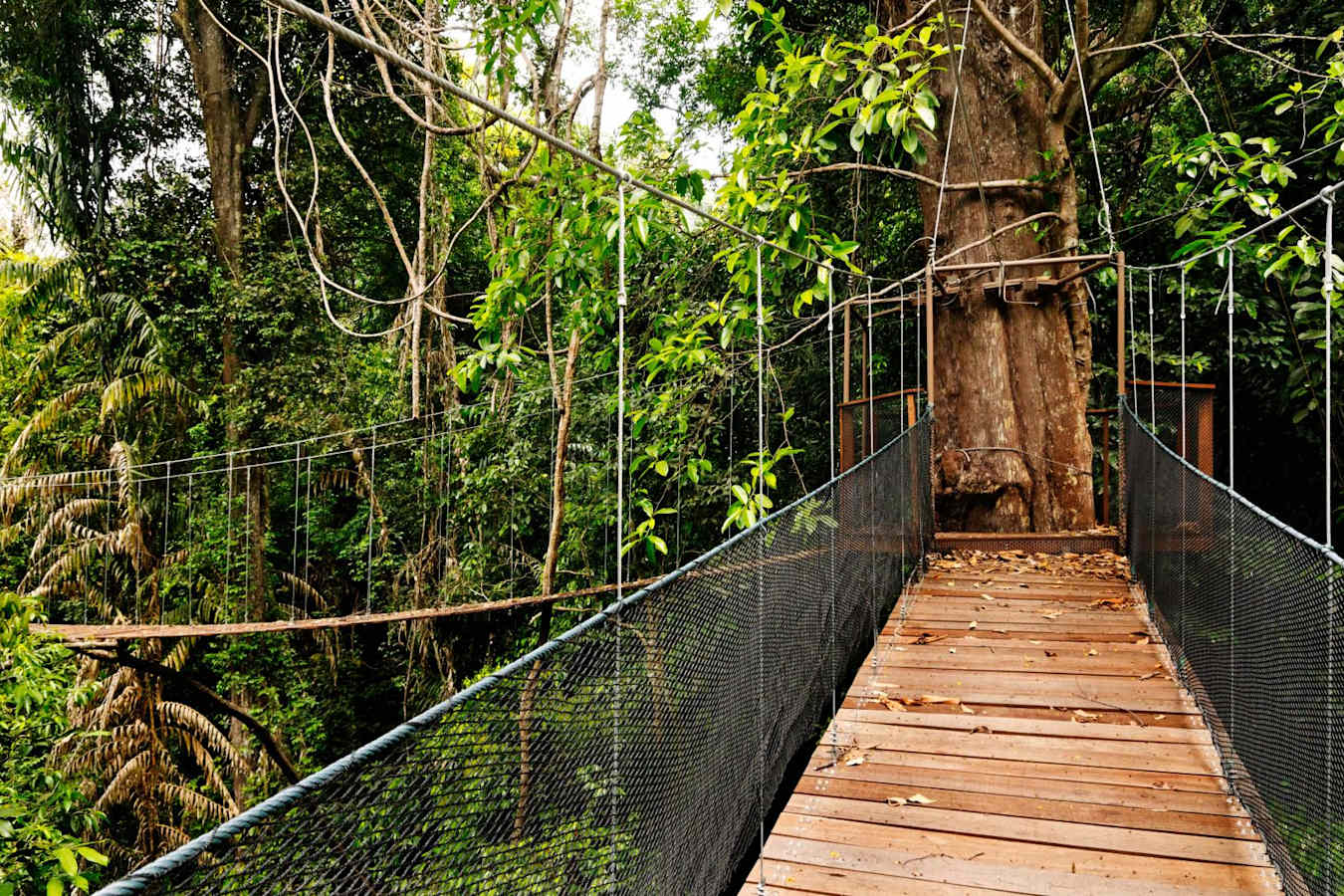 Canopy Walk - Bunga Raya Island Resort