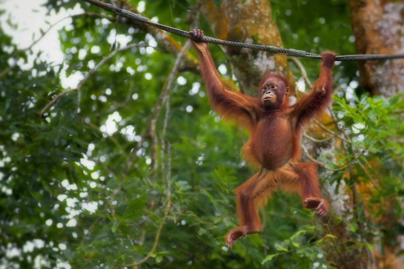 Sepilok Rehabilitation Centre - MY Nature Resort