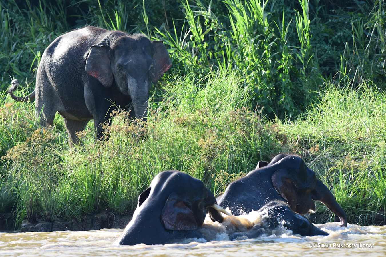 Pygmy Elephants - Sukau Rainforest Lodge