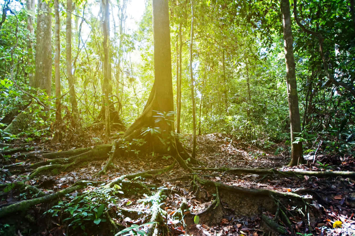 Tabin Rainforest - Tabin Wildlife Resort