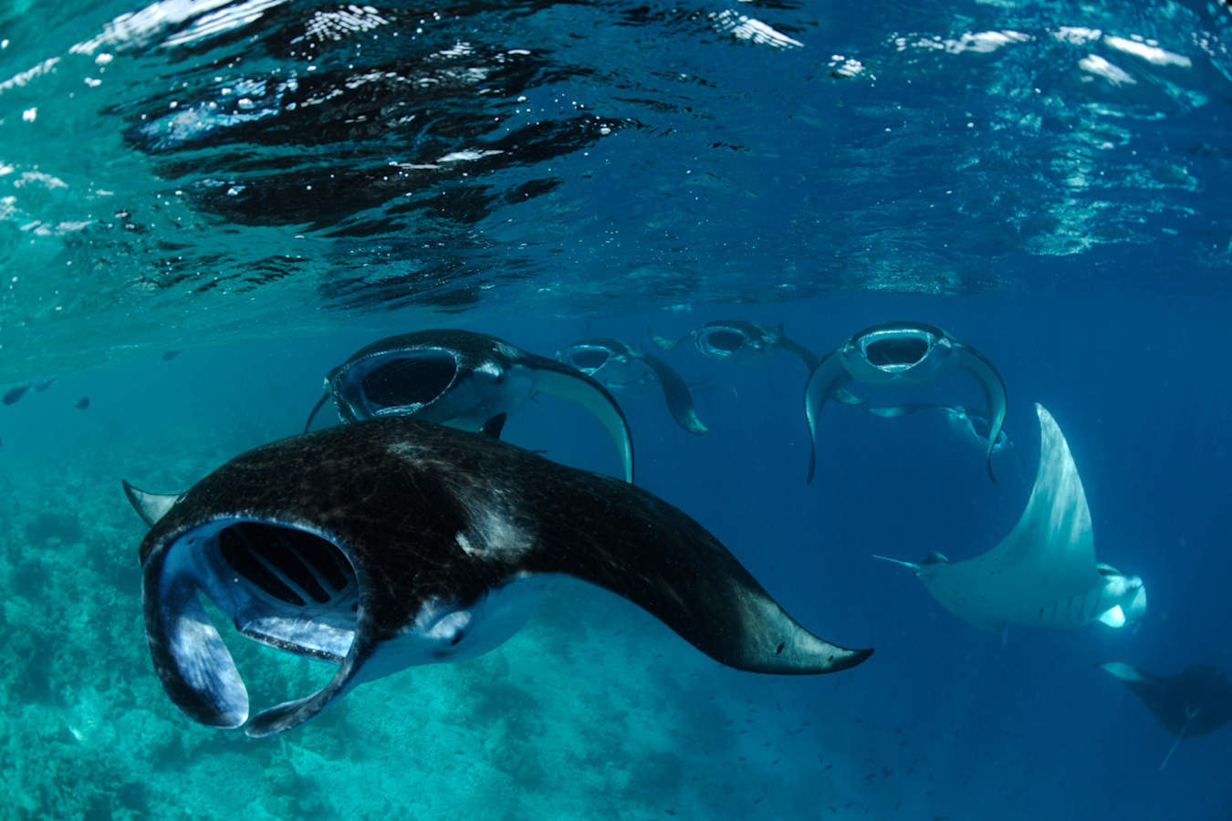 Manta Rays - Four Seasons Resort Maldives At Landaa Giraavaru