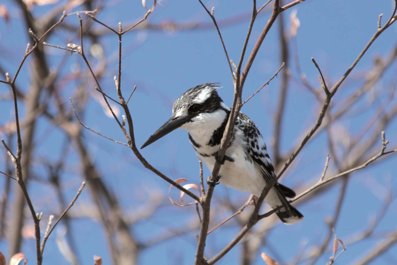 Pied kingfisher 