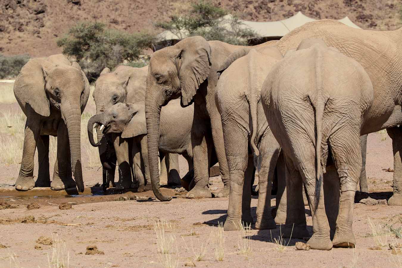 Desert-adapted elephant 