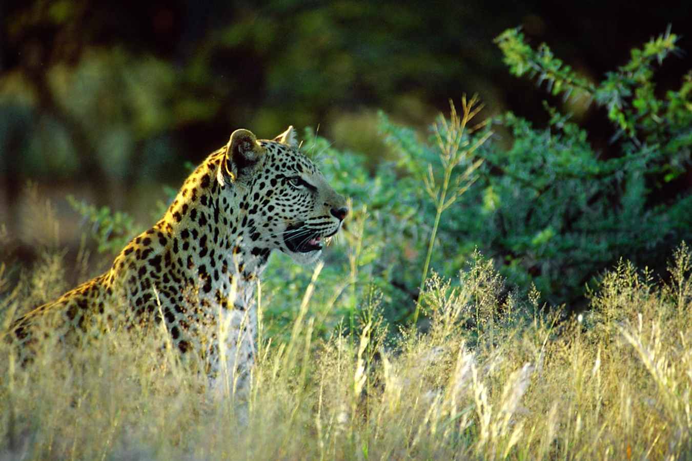 A leopard - Okonjima Bush Camp