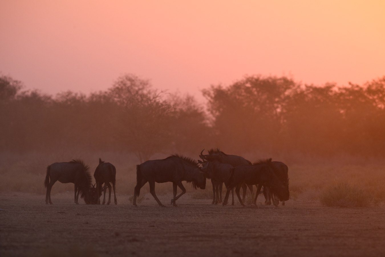 Wildebeest at sunset - Safarihoek Lodge
