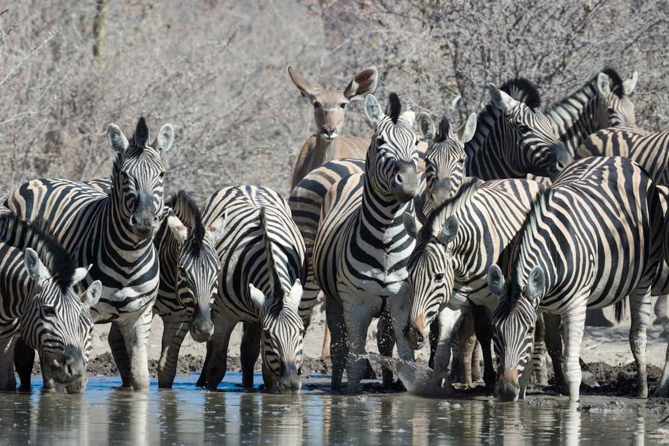 At the watering hole - Safarihoek Lodge