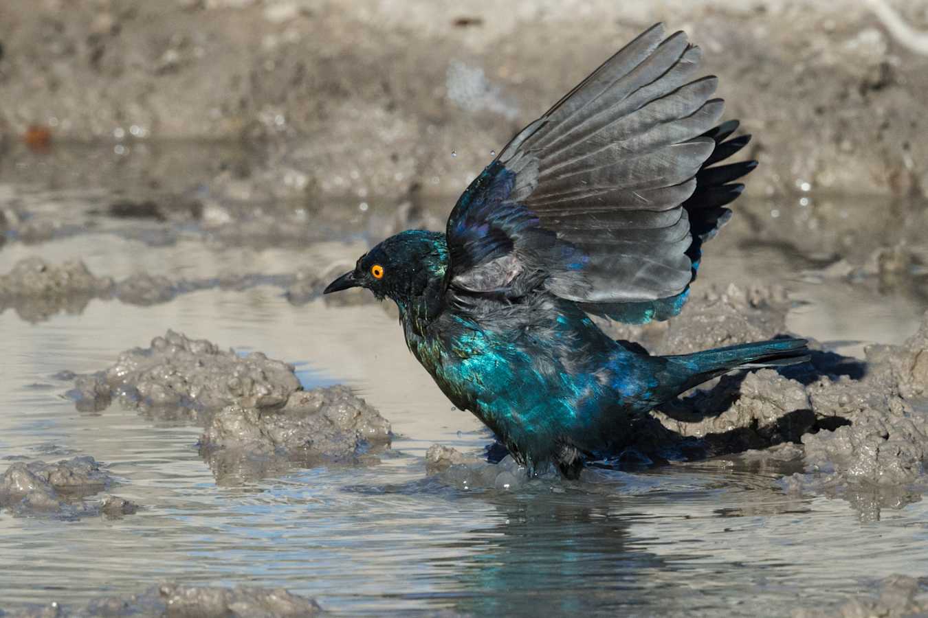 Bird at watering hole - Safarihoek Lodge