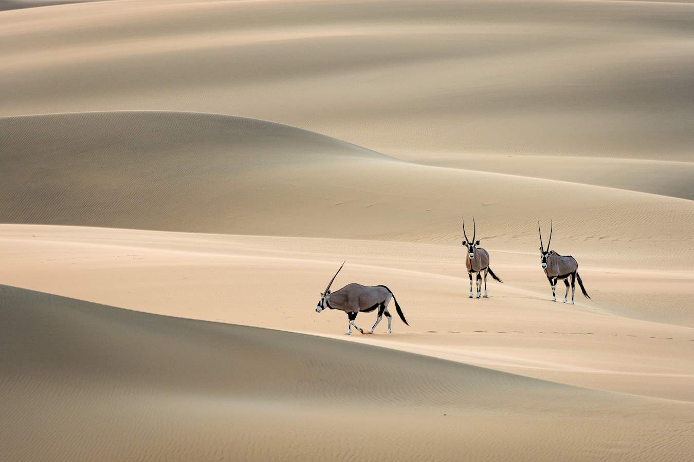 Oryx in the desert - 
