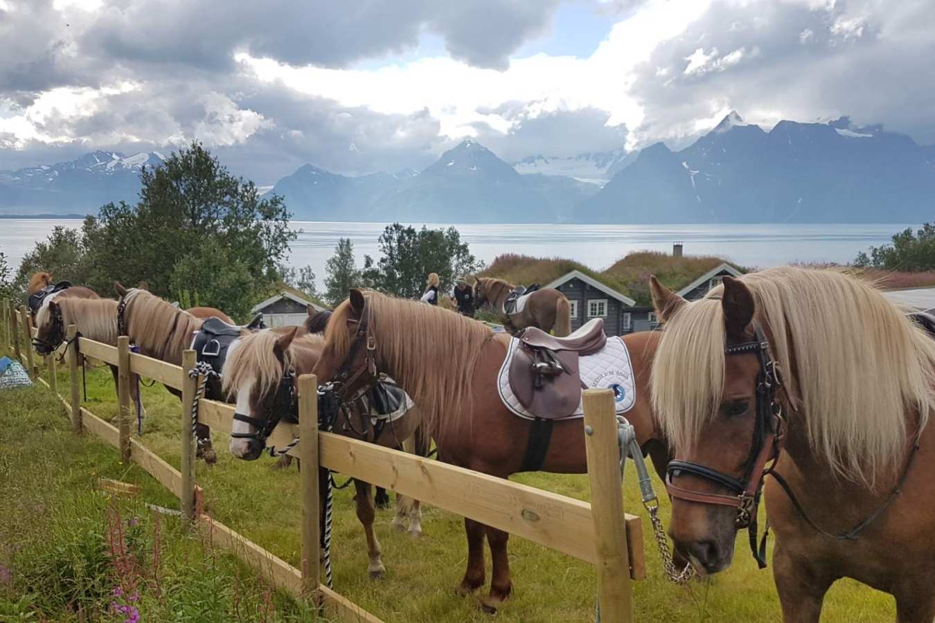 Horses 