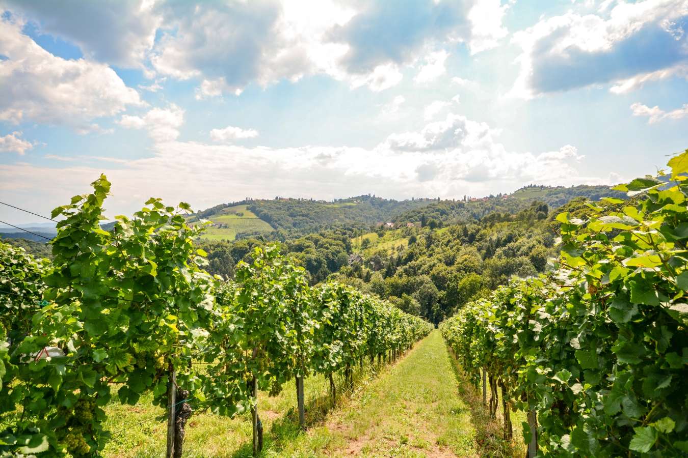Vineyards - Wine Country of Portugal: Porto and the Douro Valley