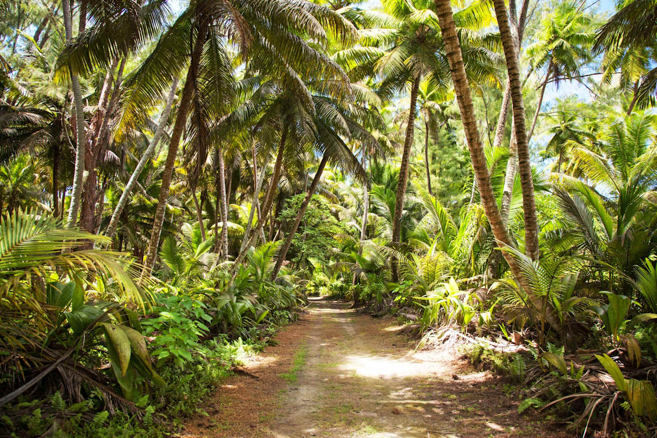 Forest - Alphonse Island