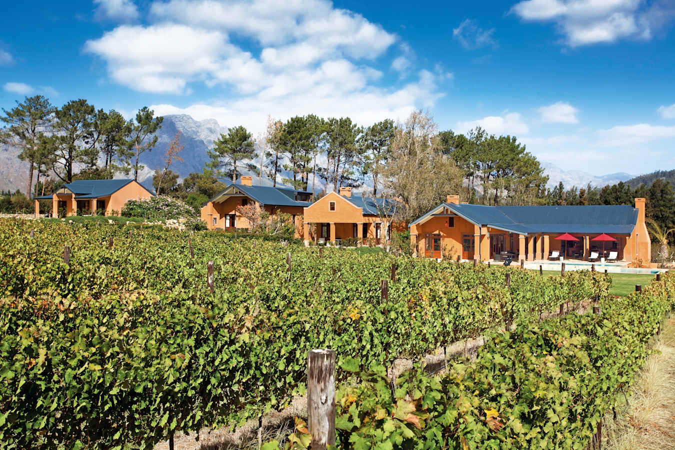 Vineyards on the estate 