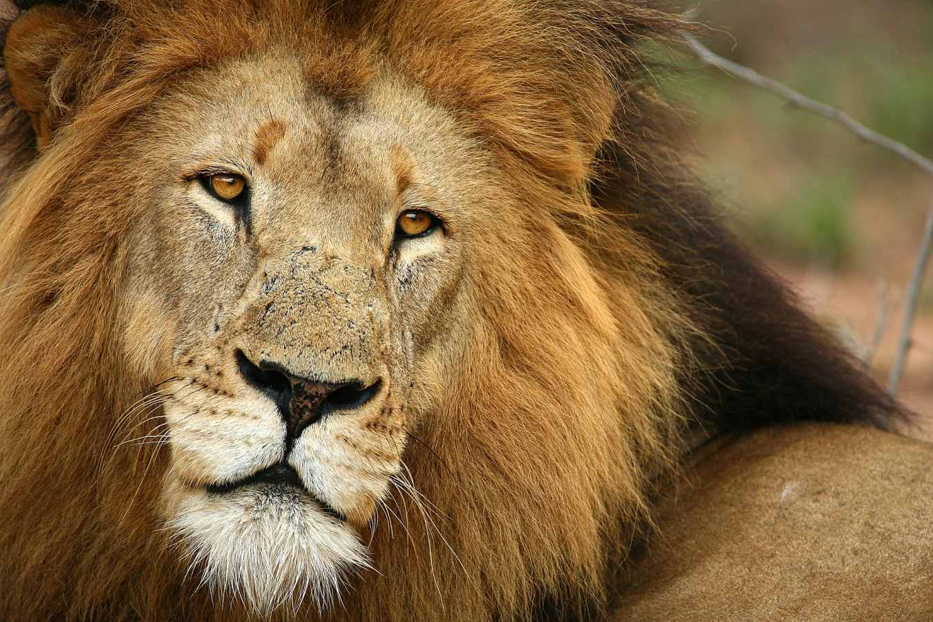 Lion in the Timbavati 